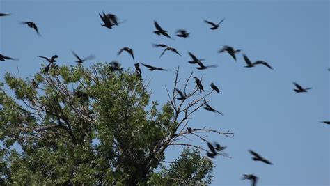 Flock of Crows Flying On Stock Footage Video (100% Royalty-free) 1017351220 | Shutterstock