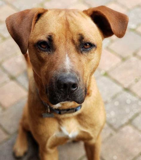 Black Mouth Cur: America's Loyal and Versatile Working Dog