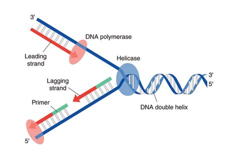 Proses Replikasi DNA