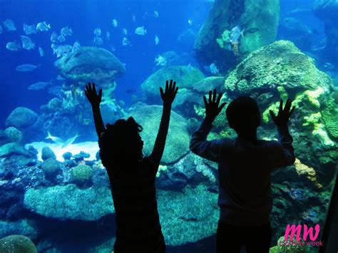 Visit Tennessee Aquarium - Mommy Week™