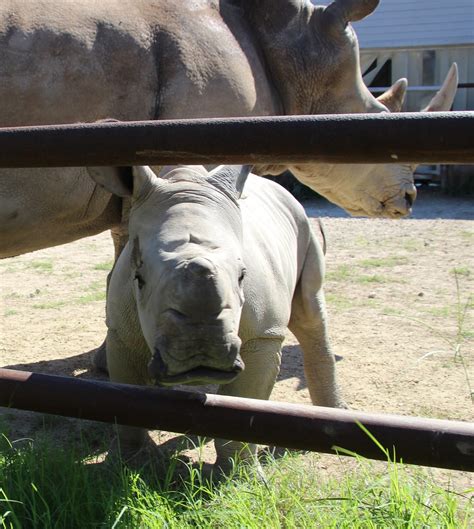 Fossil Rim welcomes 2nd rhino calf of 2018! - Fossil Rim Wildlife Center