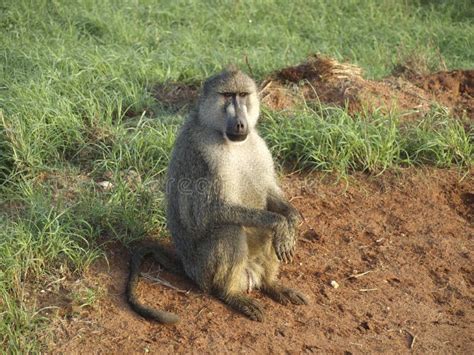 Wild african monkey stock photo. Image of african, monkey - 14092624