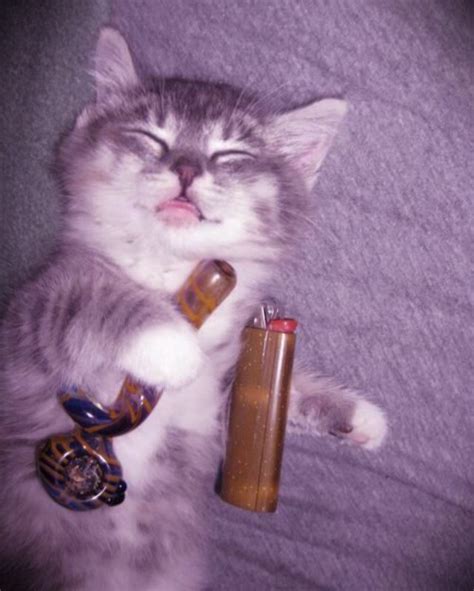 Stoner cat Memes - Imgflip