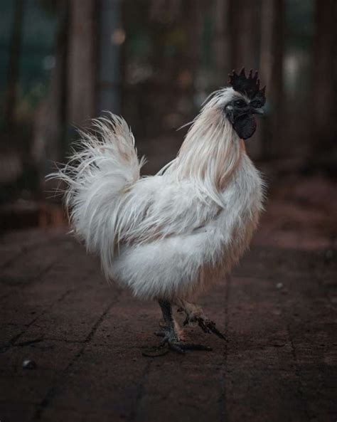 The Silkie Rooster! Silkie Rooster vs Hen and All You Should Know About ...