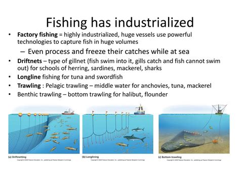 PPT - Fisheries and Fishing Techniques PowerPoint Presentation, free ...