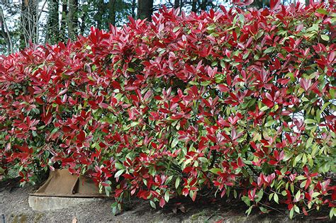 Red Robin Photinia (Photinia x fraseri 'Red Robin') in Oklahoma City Edmond Norman Moore ...