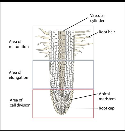 Root Structure Diagram