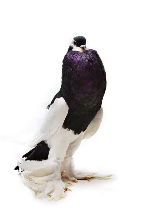 Fancy Pigeon Portraits of Egyptian Pigeon Breeds – David Degner