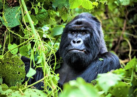 Great Apes May Lose 94% of African Habitat by 2050 | Engoo Daily News