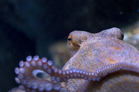 The global effort to stop the world’s first octopus farm | Animals Australia