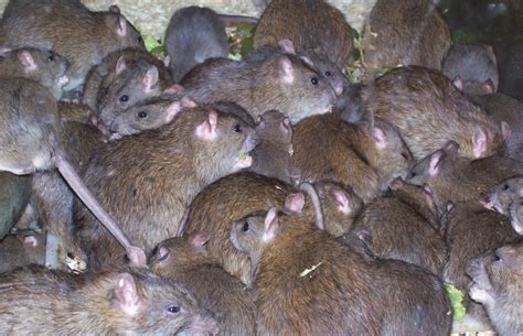 New York Is Finally Dealing With Its Out of Control Rat Problem | Complex