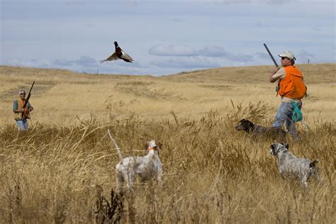 Pheasant Wallpaper (51+ pictures) - WallpaperSet