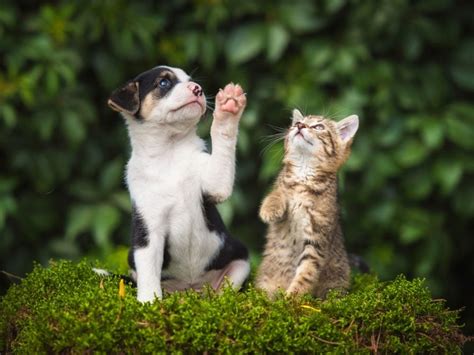 This Is What Dog and Cat Years Really Mean | Reader's Digest