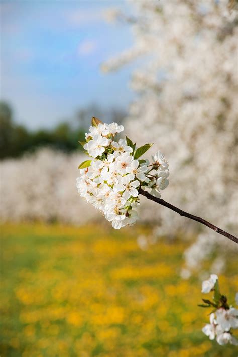 Cherry Blossom Tree - Free photo on Pixabay - Pixabay