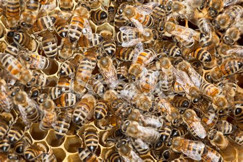 Group Of Bees Working On Honeycomb Stock Photo | Royalty-Free | FreeImages