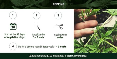 The Cannabis Pruning Faceoff: Topping or Fimming? - RQS Blog