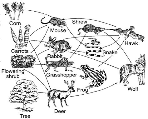 Wetland Food Web : Wetland animals food web / Find a food chain from ...