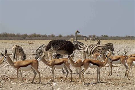 Etosha Nationalpark Namibia - die besten Tipps