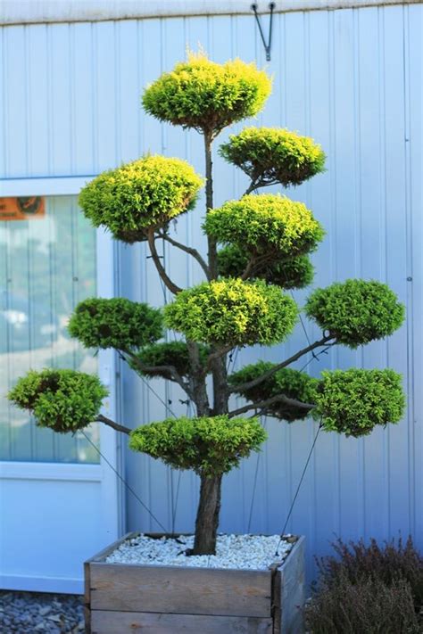 Pin by Lola Mckay on Garden art | Japanese garden design, Topiary ...