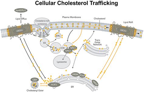 Blocking cholesterol storage to treat Alzheimers disease