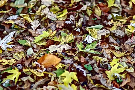 A Step-By-Step Guide to Leaf Litter: Helpful or Harmful to Soil?