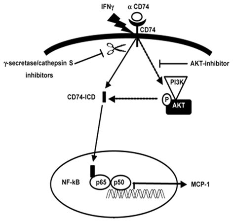 CD74 (CD74 molecule, major histocompatibility complex, class II ...