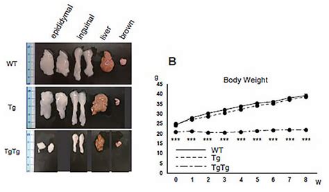 Clarifying the activation of brown adipocytes ― Results of safely burning fat lead to promising ...