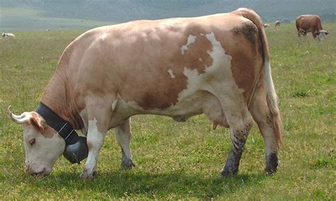 Simmental Cattle | Oklahoma State University