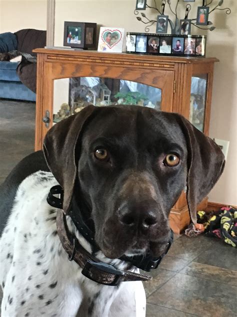 German Shorthaired Pointer Puppies For Sale | Menominee, MI #312148