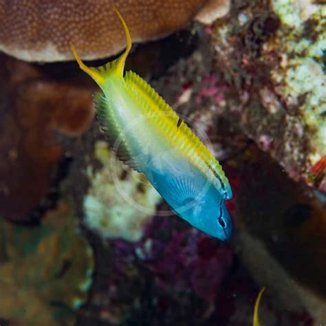 BLENNY - FORKTAIL Meicanthus atrodorsalis - Aquatics Unlimited