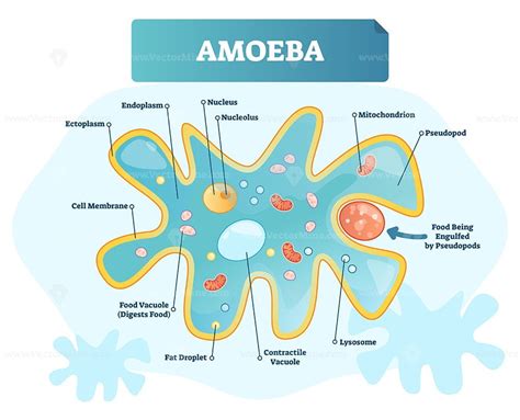 Amoeba Microscope Labeled