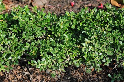 21 of the Best Japanese Holly Varieties | Gardener’s Path