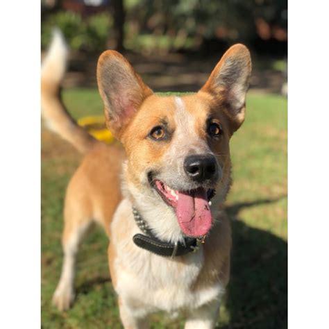 Trevor - Small Male Red Heeler x Welsh Corgi Mix Dog in NSW - PetRescue