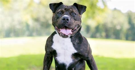 How Big Will A Cane Corso Pitbull Mix Grow?