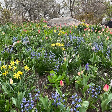 Central Park on Twitter: "Bloom alert! 6,000 tulips are in bloom on the ...