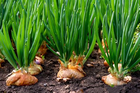 5 Tips To Grow Great Onions | Jain Irrigation USA