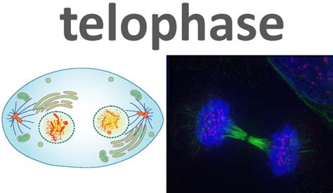 The Steps of Mitosis | Biology for Majors I