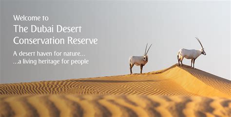 Dubai Desert Conservation Reserve Complete Guide