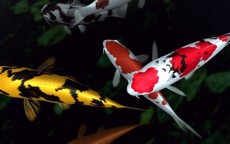 Animated Koi Fish Wallpapers - Top Free Animated Koi Fish Backgrounds - WallpaperAccess