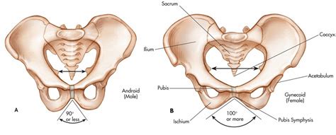 anatomy lab practical 2: pelvic girdle Diagram | Quizlet