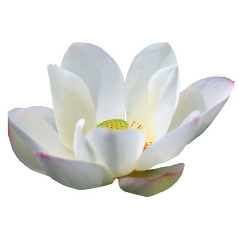 Beautiful Lotus Flower PNG Transparent 12996217 PNG