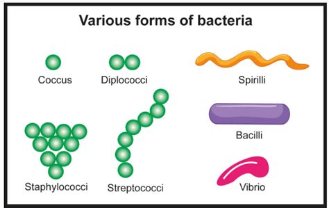 Vibrio Bacteria Shape