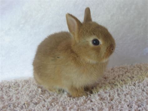 Baby Netherland Dwarf Cinnamon (chocolate chestnut) | USA Rabbit Breeders