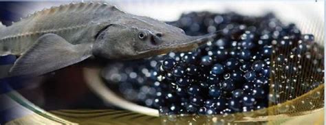 Beluga Caviar different taste, flavor, price of Iran caviar production from Caspian sea