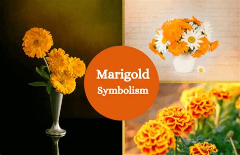 Marigold Flower – Meaning and Symbolism - Symbol Sage