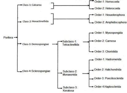 Phylum Porifera Classes