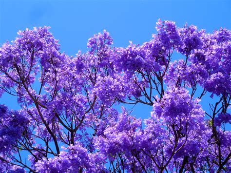 Gallery For > Jacaranda Tree Wallpaper