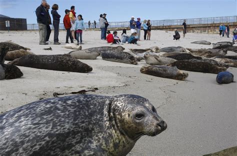 San Diego Council votes to close La Jolla beach in seal pupping season ...