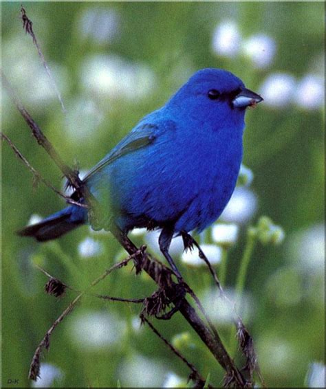 Indigo Bunting (Passerina cyanea) {!--유리멧새,유리무당새(瑠璃---)-->; DISPLAY FULL IMAGE.