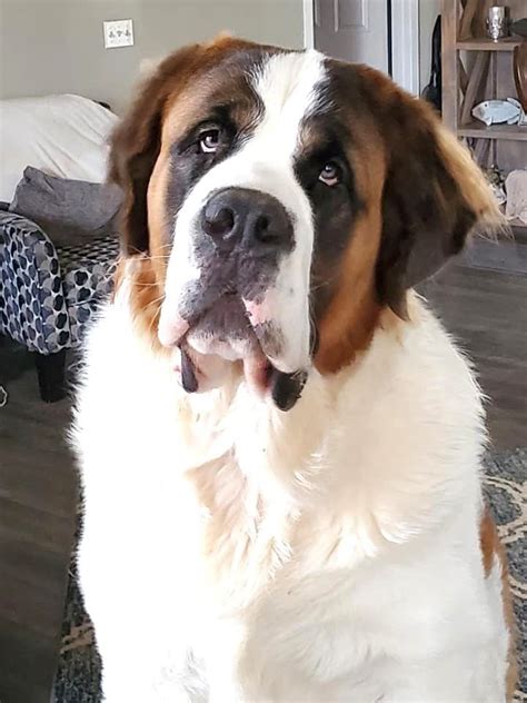 Saint Bernard - A Biggest Dog in The World | very cute dogs | St ...